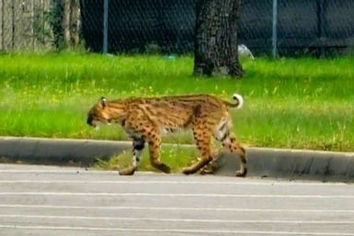 A bobcat was spotted near a residential area inside Fort Cavazos on Friday. As of Monday, the elusive feline had yet to be captured. 