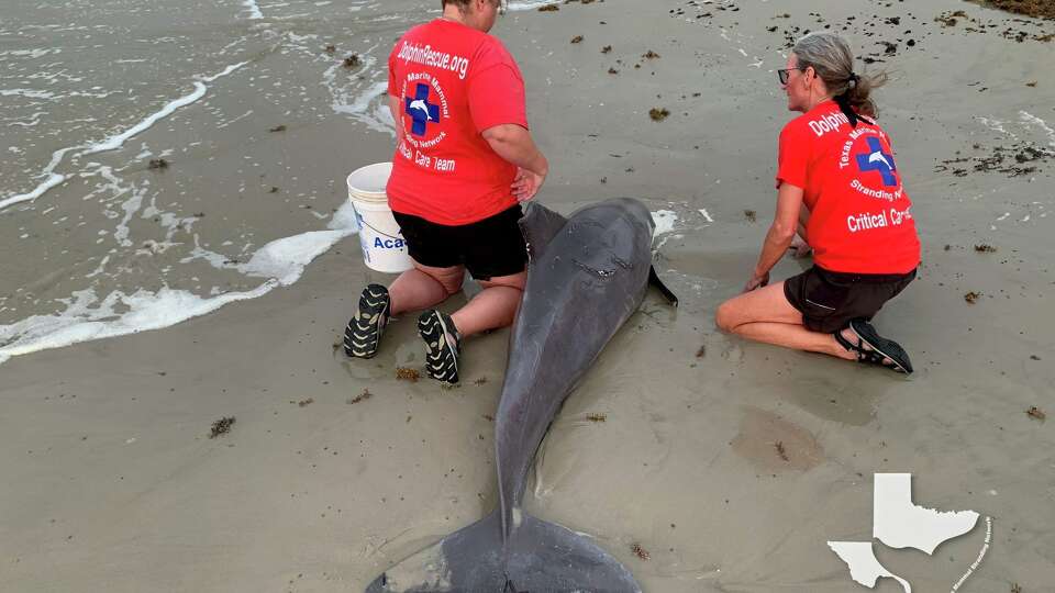 A bottlenose dolphin rescued by members of the Texas Marine Mammal Stranding Network died Wednesday, officials say. 