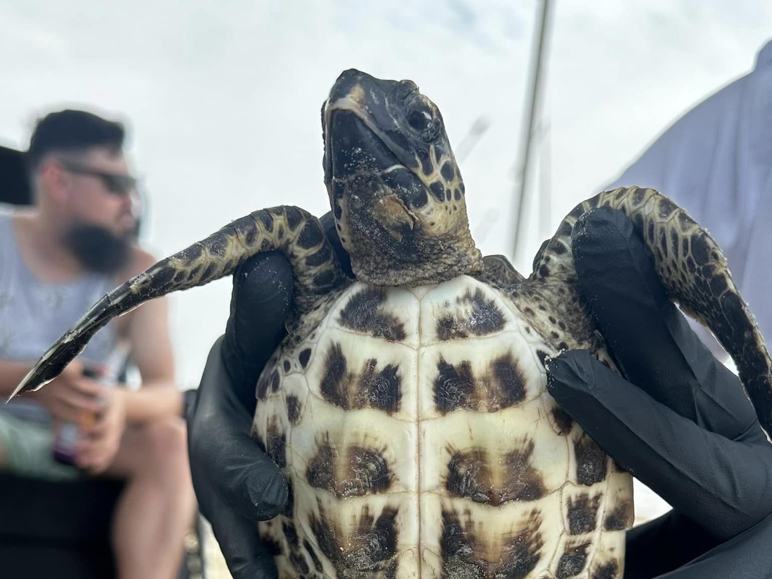 Critically endangered sea turtle washes up in Galveston