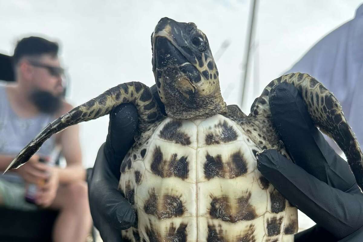 The very young juvenile hawksbill sea turtle was suffering from a shoulder injury and other ailments when it washed up in Galveston. 