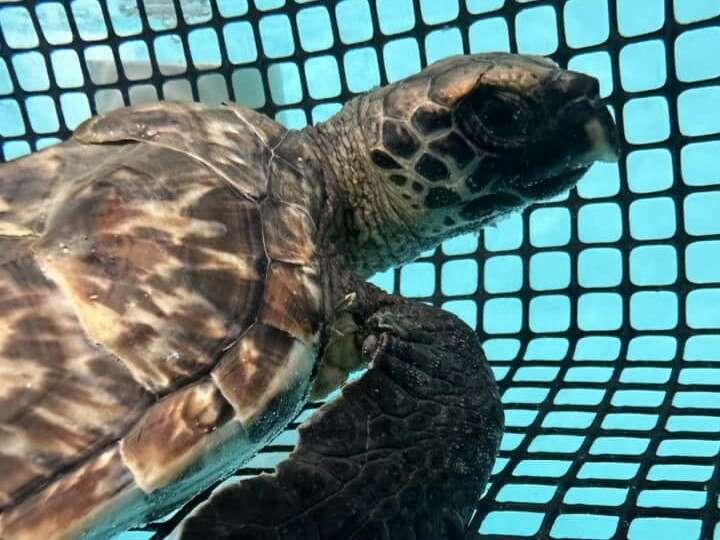 Critically endangered sea turtle washes up in Galveston