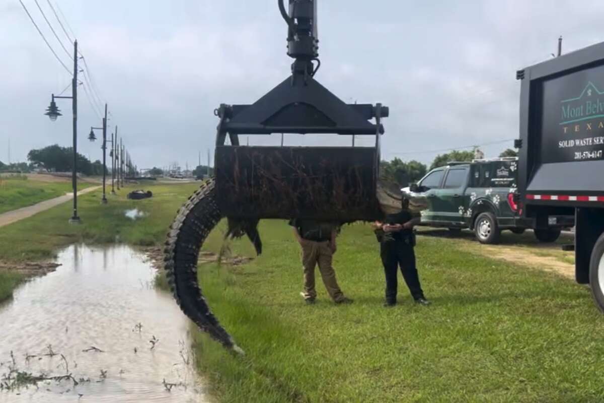 The City of Mont Belvieu used a grapple truck to remove a 12-foot-long alligator from a ditch this week. 