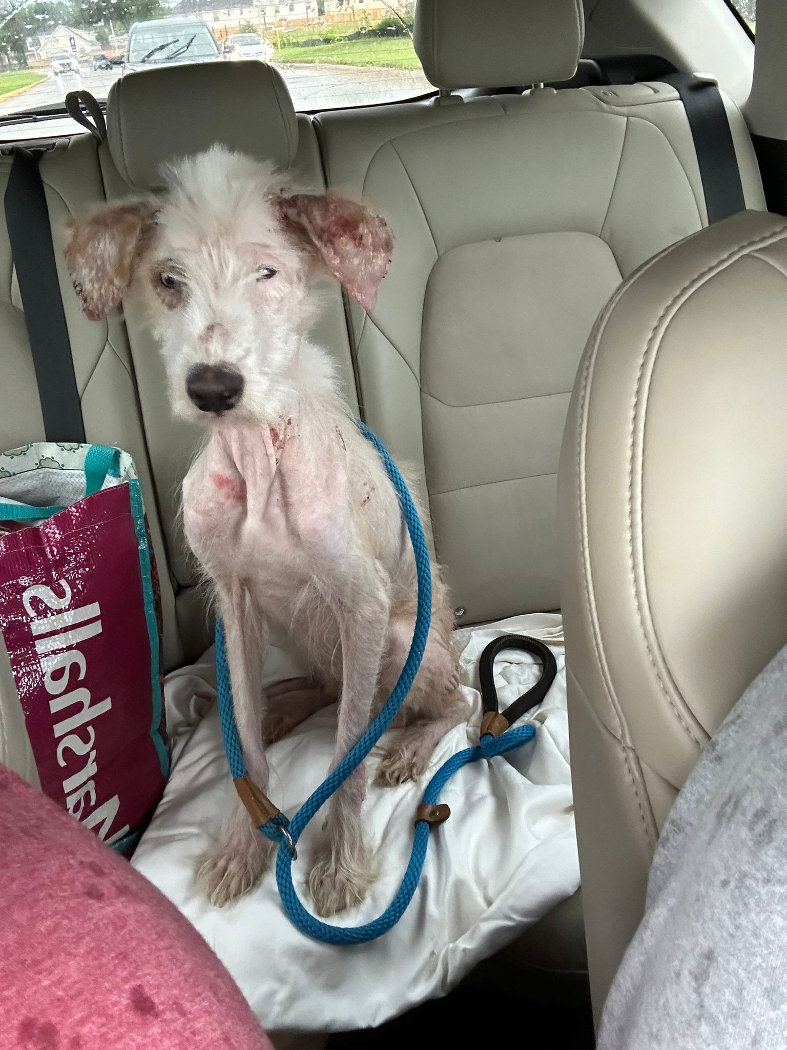 Houston animal rescue Special Pals saves neglected dog