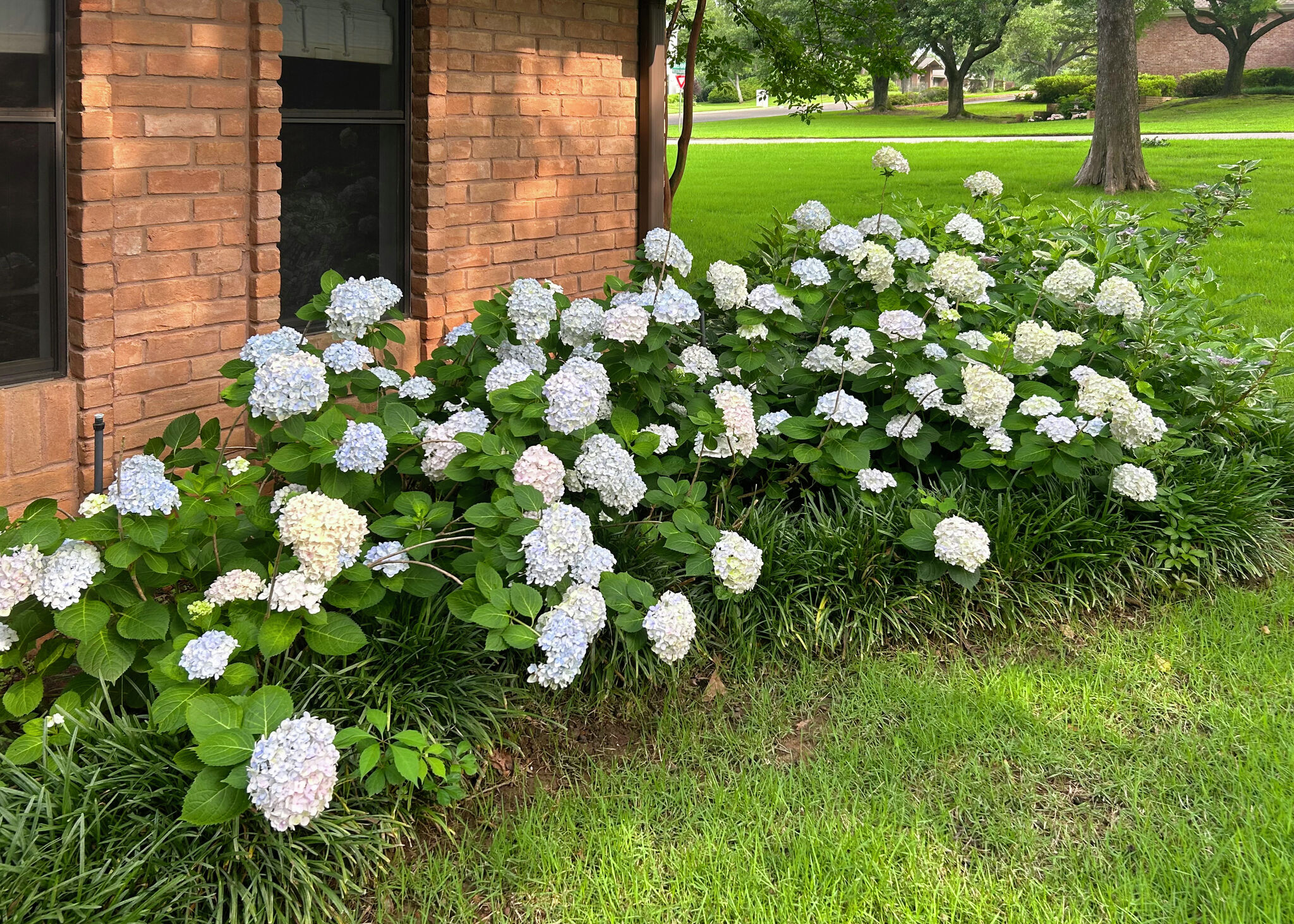 Know when to prune hydrangeas, crape myrtles