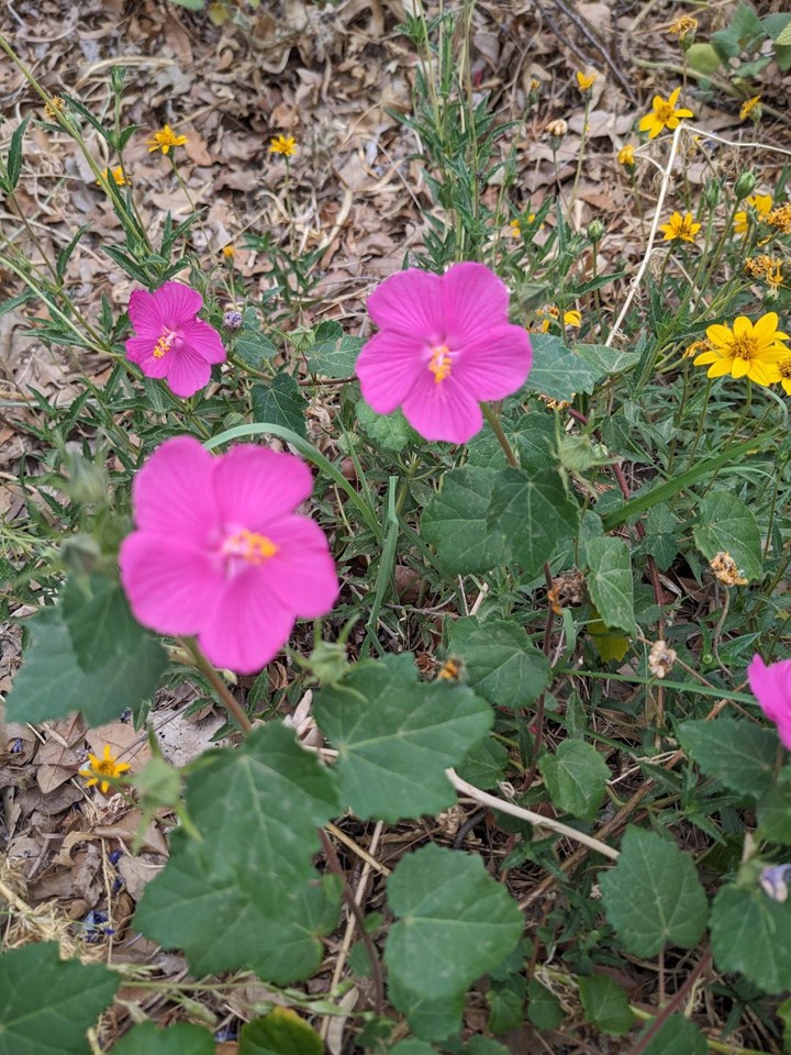 Master gardeners already looking to fall with plant sale - Vimarsana News