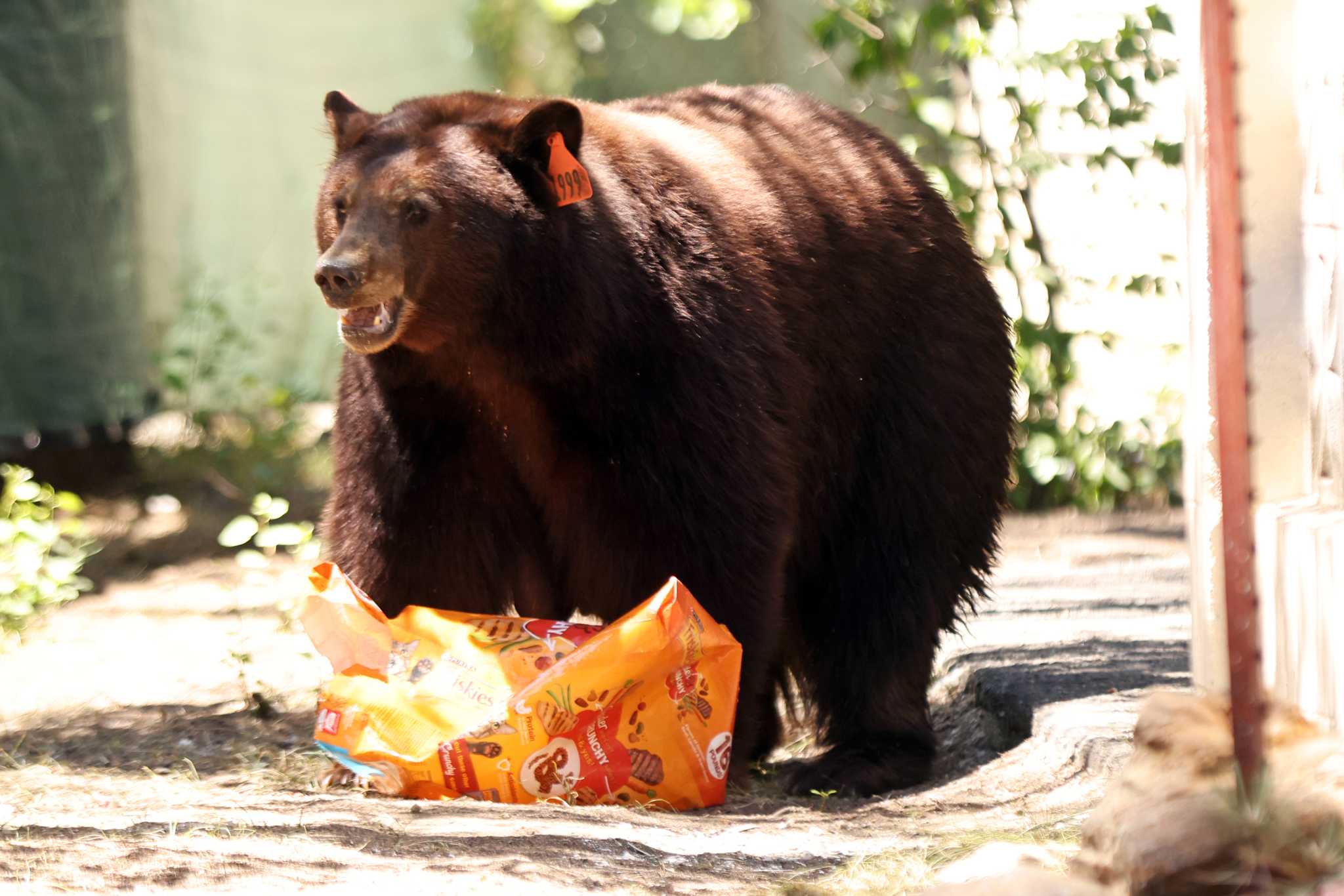 First fatal black bear attack in California's history confirmed - Vimarsana News