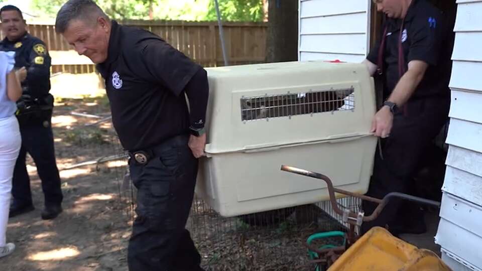 Authories and the Houston SPCA repsonded to the Drifting Winds Drive in Houston after a report of a cat being on fire Thursday, June 6, 2024. The investigators found that there were also nine animals at a home in the area.