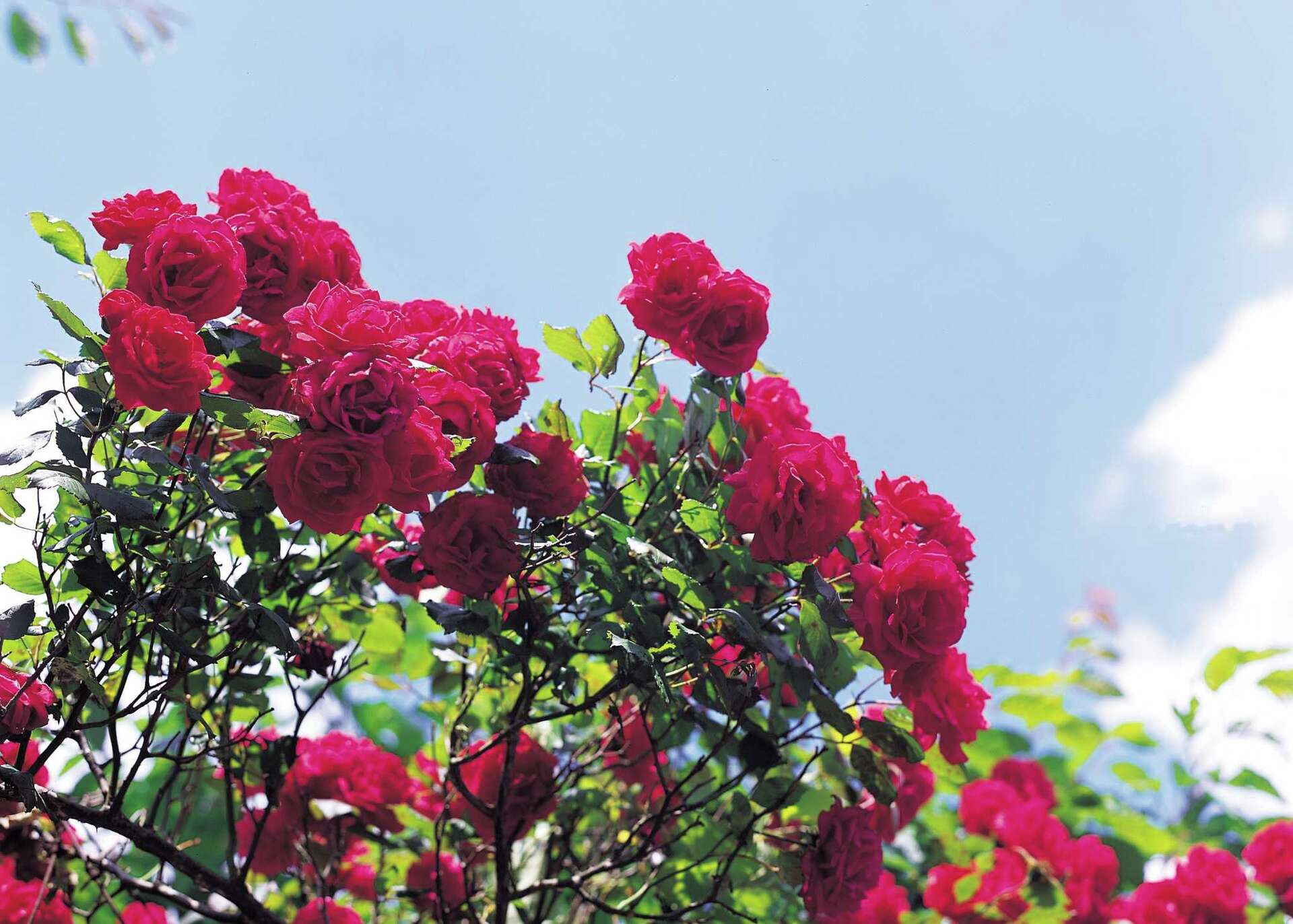 Character Analysis of Roger Chillingworth