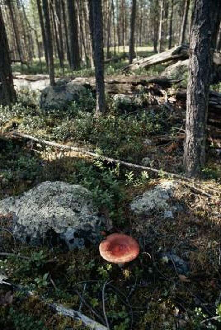 Describe the Probable Effects on an Ecosystem if All Were