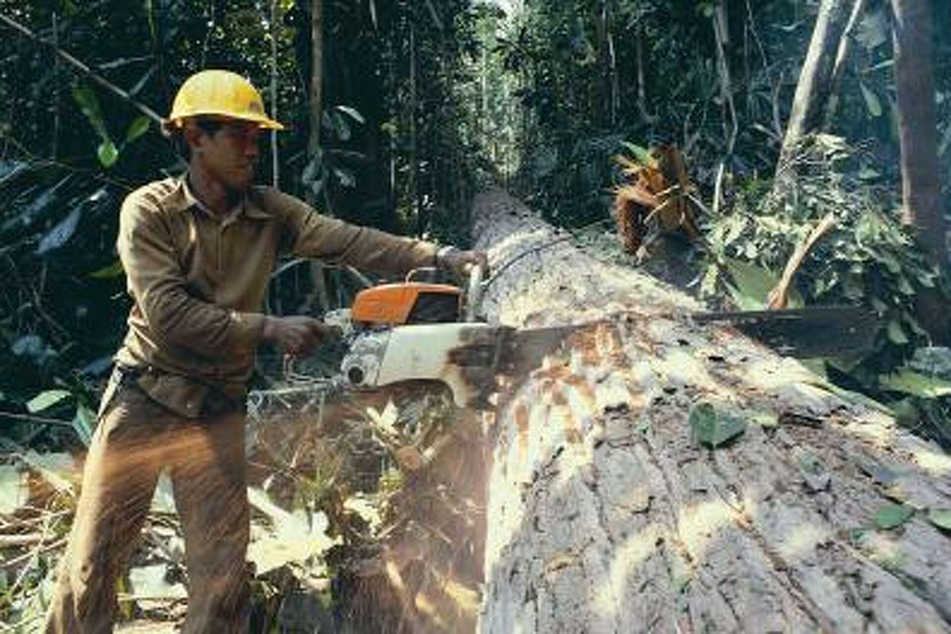 The Contributing Factors to Deforestation in the Amazon Rain Forest