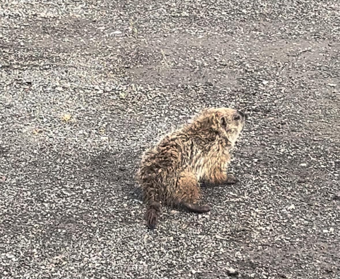 Milford firefighters rescue animal from storm drain - Vimarsana News
