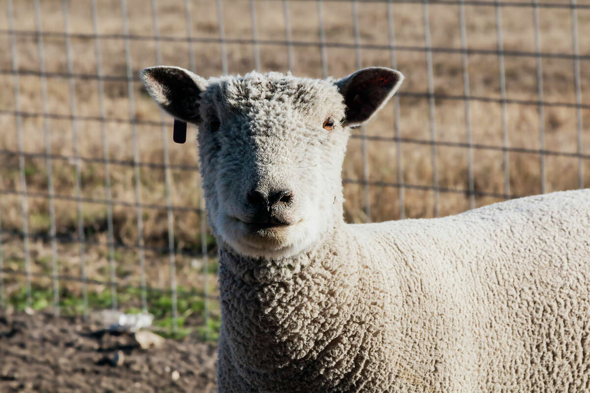 Lambs can carry anthrax. The CDC warns people not to eat the meat of animals that die unexpectedly.