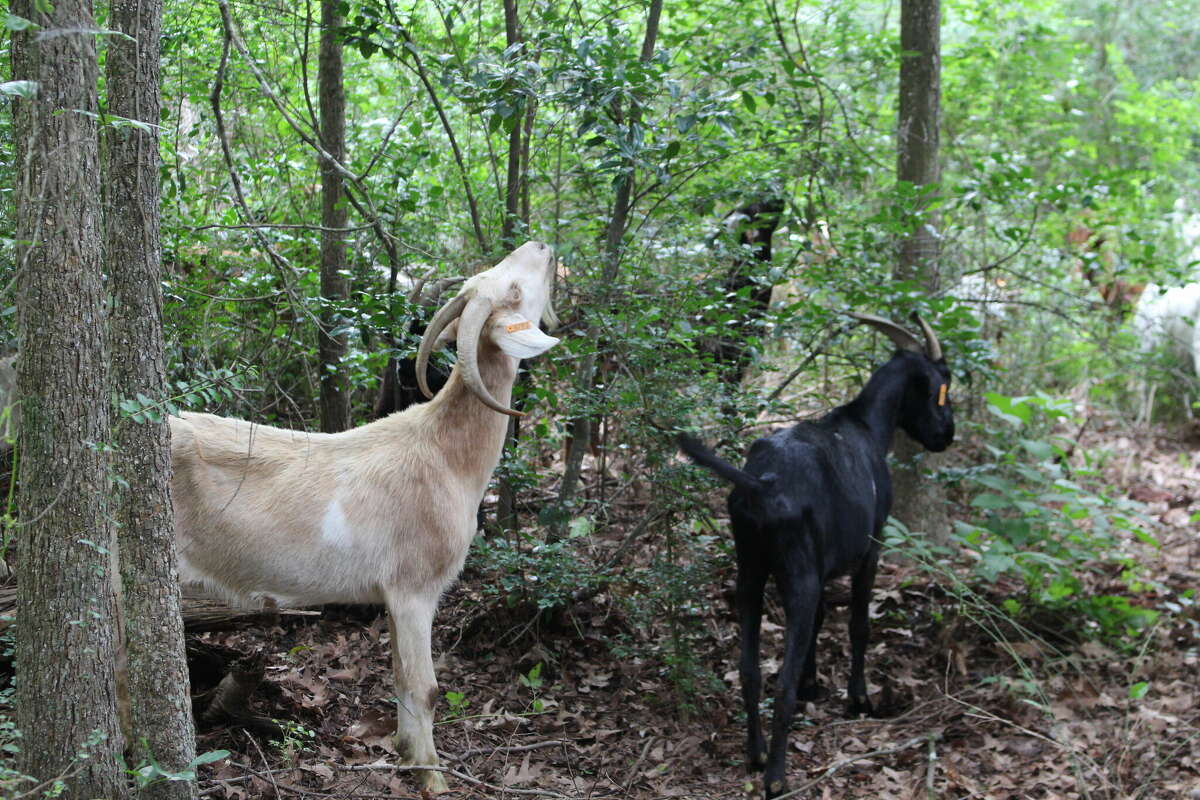 The goats from Rent-A-Ruminant hard at work at the Houston Arboretum & Nature Center.