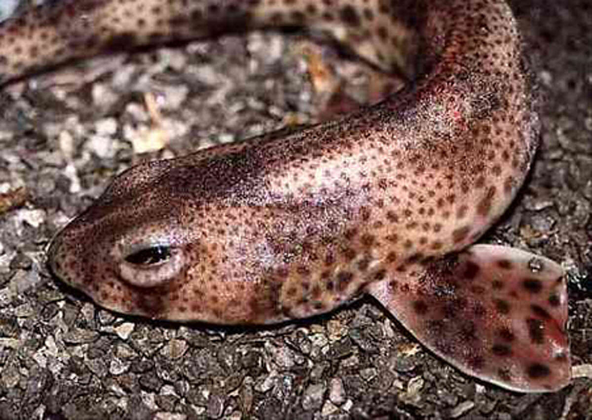 Beauty in the Eye of the beholder: The World Ugliest Fish