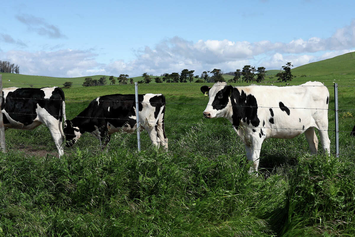 Cows graze in a field at a dairy farm on April 26, 2024 in Petaluma, California. Cattle across the U.S. have been infected by highly pathogenic avian influenza (HPAI H5N1). This current strain could prove worse than others.