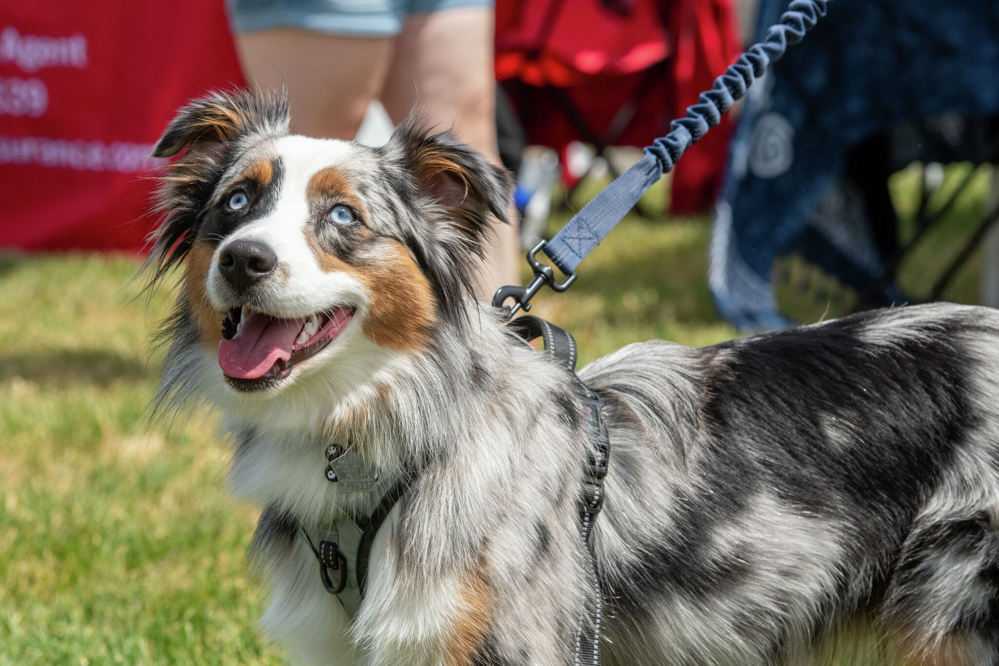 Woofstock 2024, a benefit for the Animal Protective Foundation