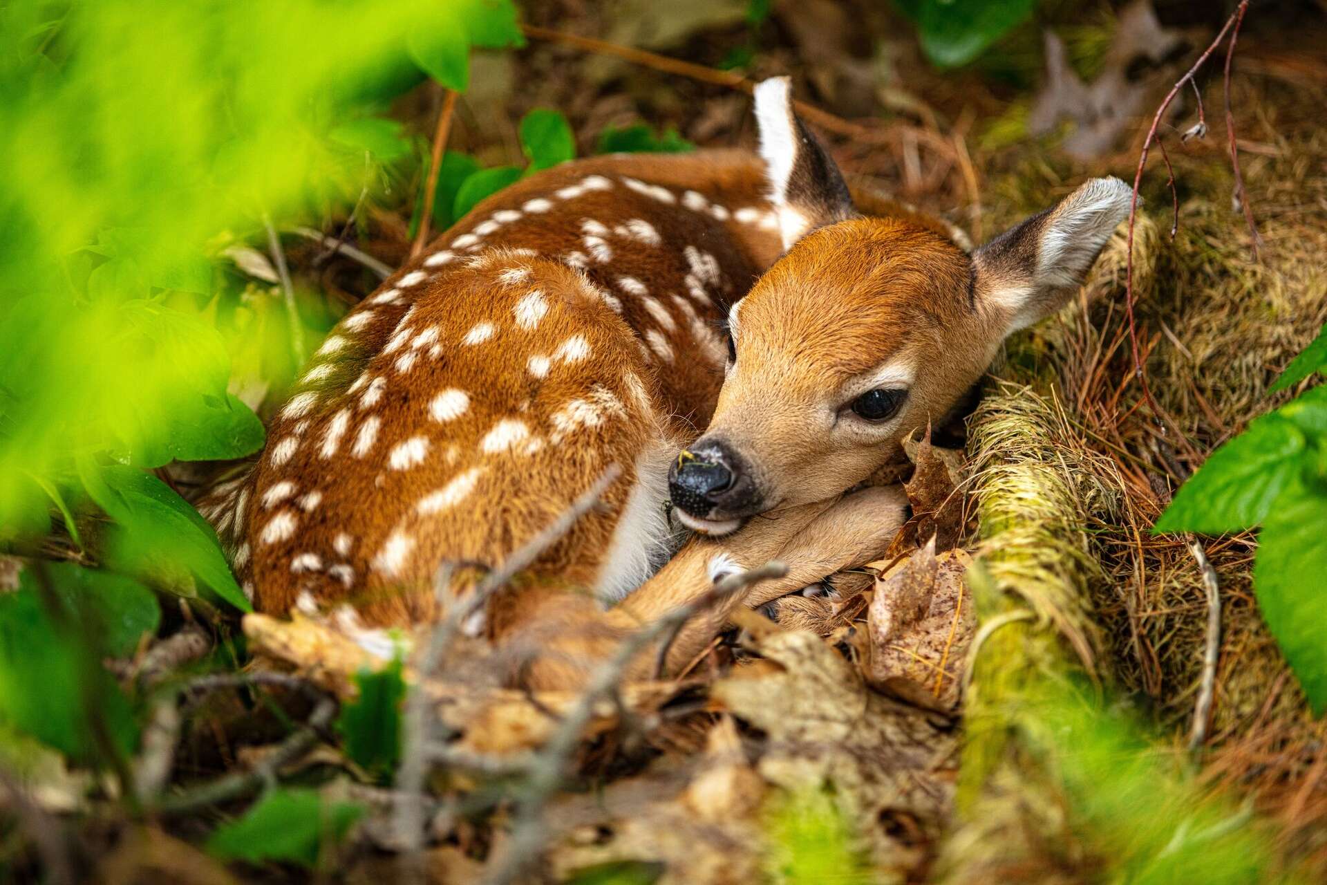 Do not touch baby deer: Texas wildlife experts issue warning