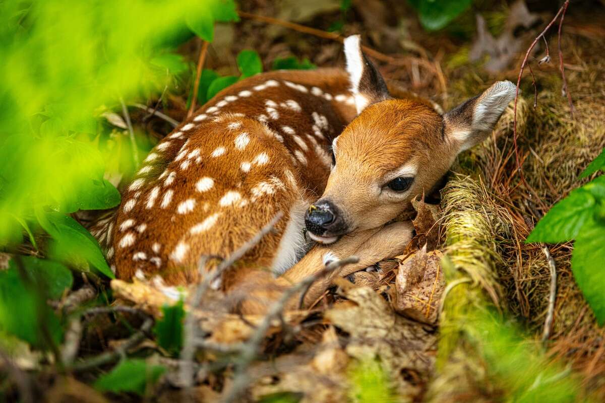 Does will usually leave their fawn hiding in tall grass, safe from predators, while they graze nearby. 