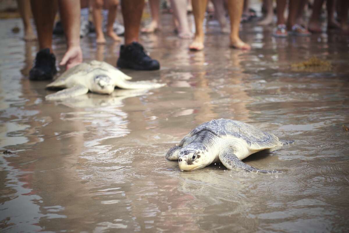 Tourists and the trash they leave behind can have detrimental effects on endangered sea turtles in Texas. 