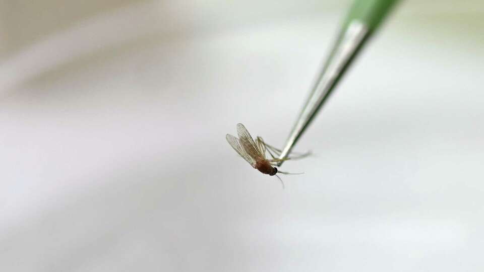 Female mosquitoes collected from traps around Harris County are selected and then sorted by species at the Mosquito Survey facility Tuesday, June 11, 2024 where they will be tested for the presence of West Nile virus and St. Louis encephalitis virus in Houston.