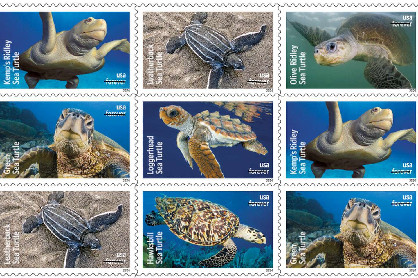 USPS releases new Protect Sea Turtles Forever stamps