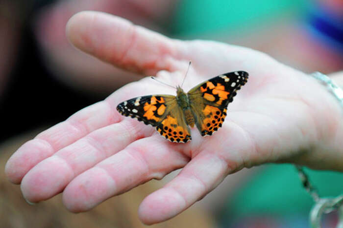 PHOTOS Releasing butterflies at Shangri La