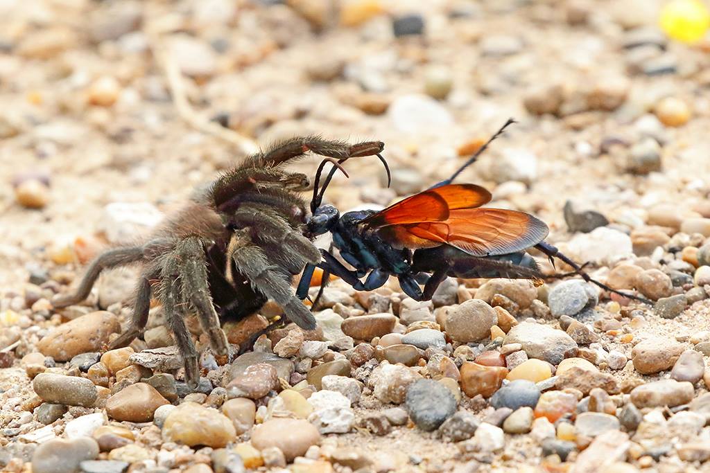 Gigantic wasps are here to ruin Texas tarantula summer