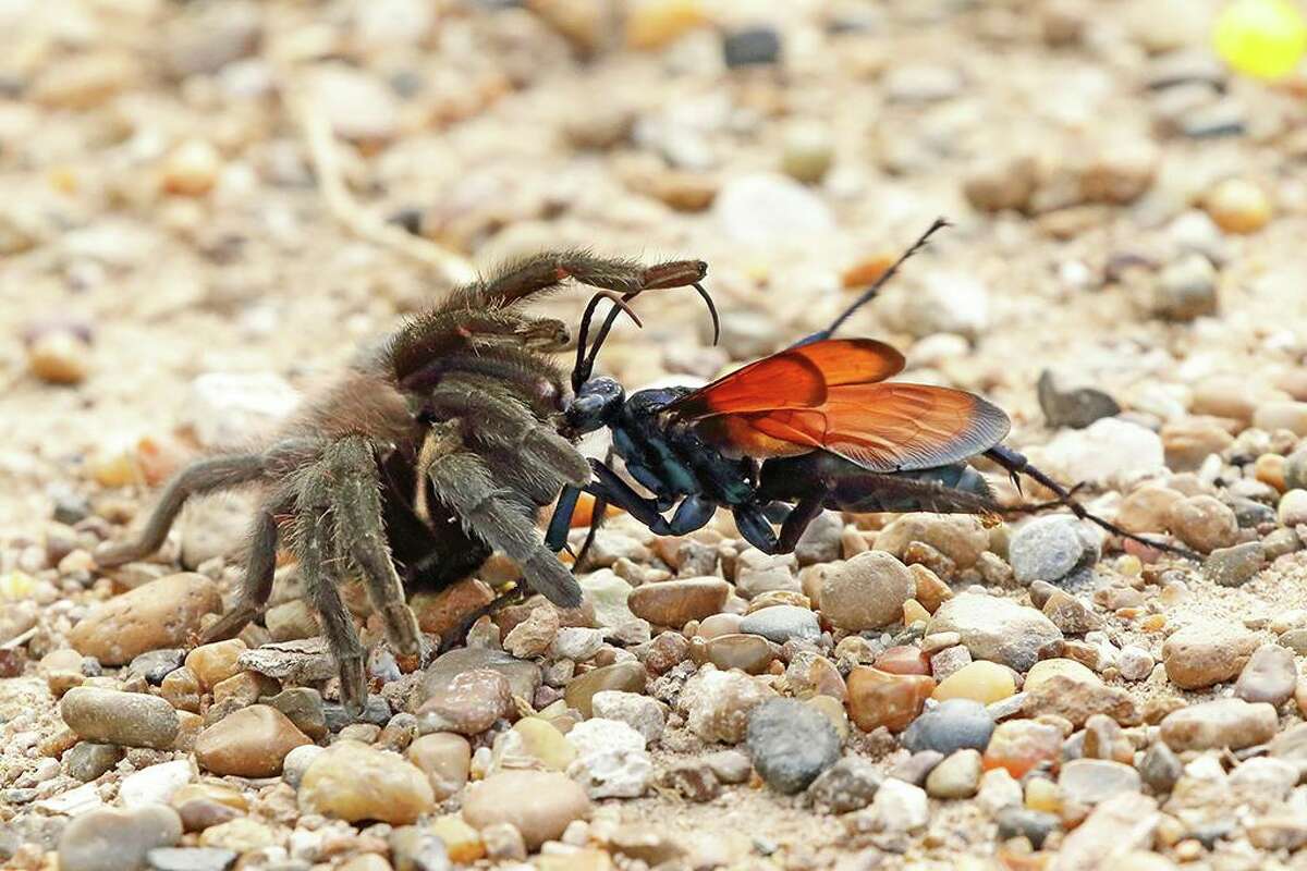 After taking tarantulas into their burrows, tarantula hawks lay an egg on them and the larva will consume the paralyzed spider. 