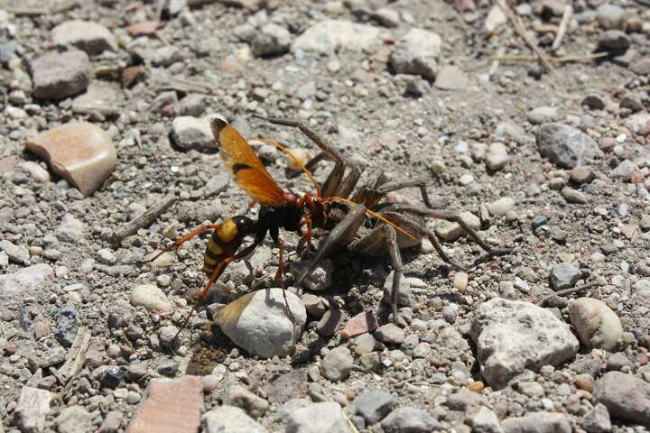 Gigantic wasps are here to ruin Texas tarantula summer