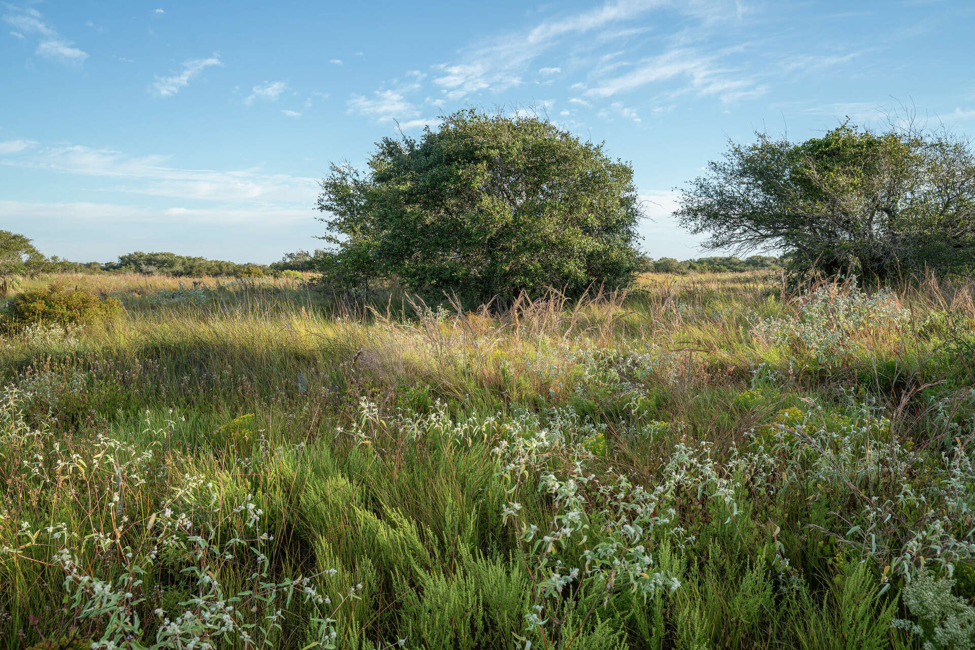 Sprawling Texas Gulf Coast ranch lists for $10.7M