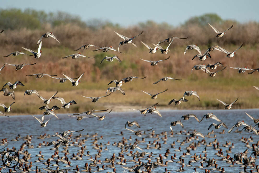 Sprawling Texas Gulf Coast Ranch Lists For $10.7m