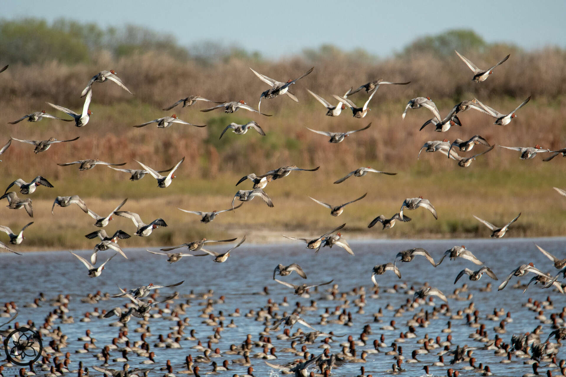 Sprawling Texas Gulf Coast ranch lists for $10.7M