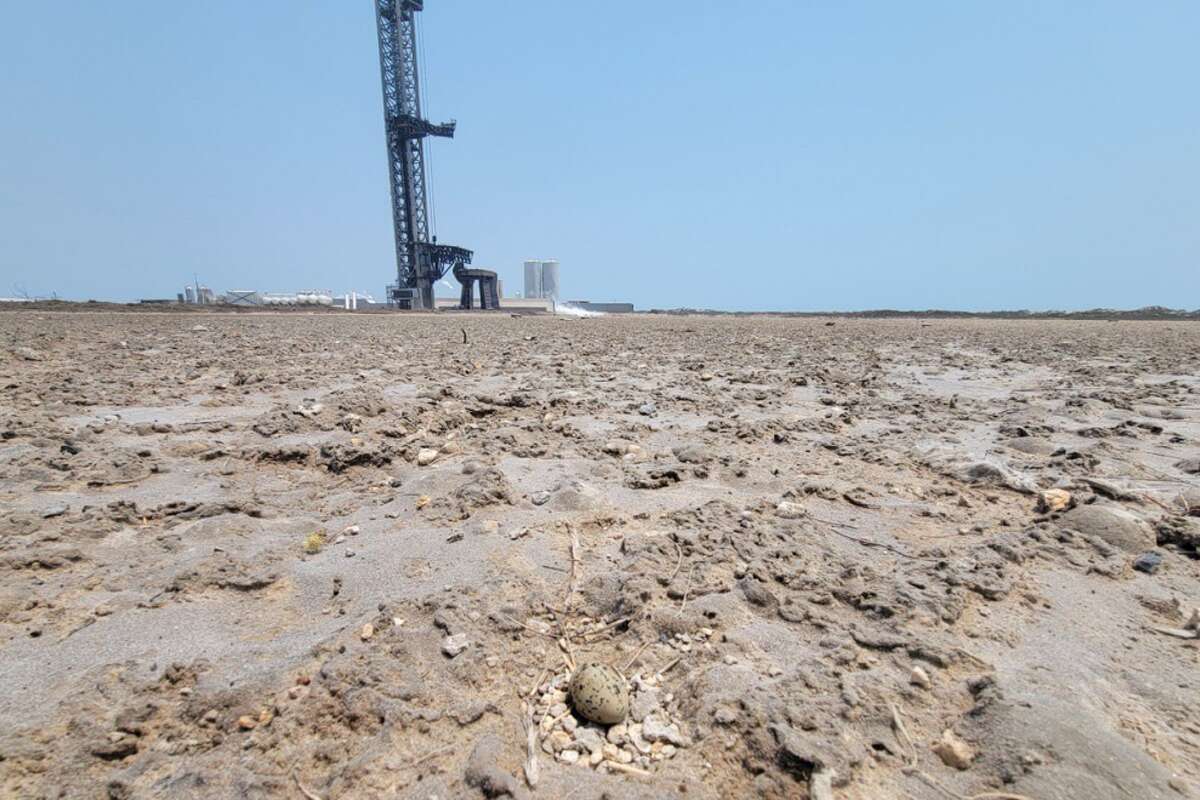 A plover nest with only one egg remaining after Starship's launch on June 6. 