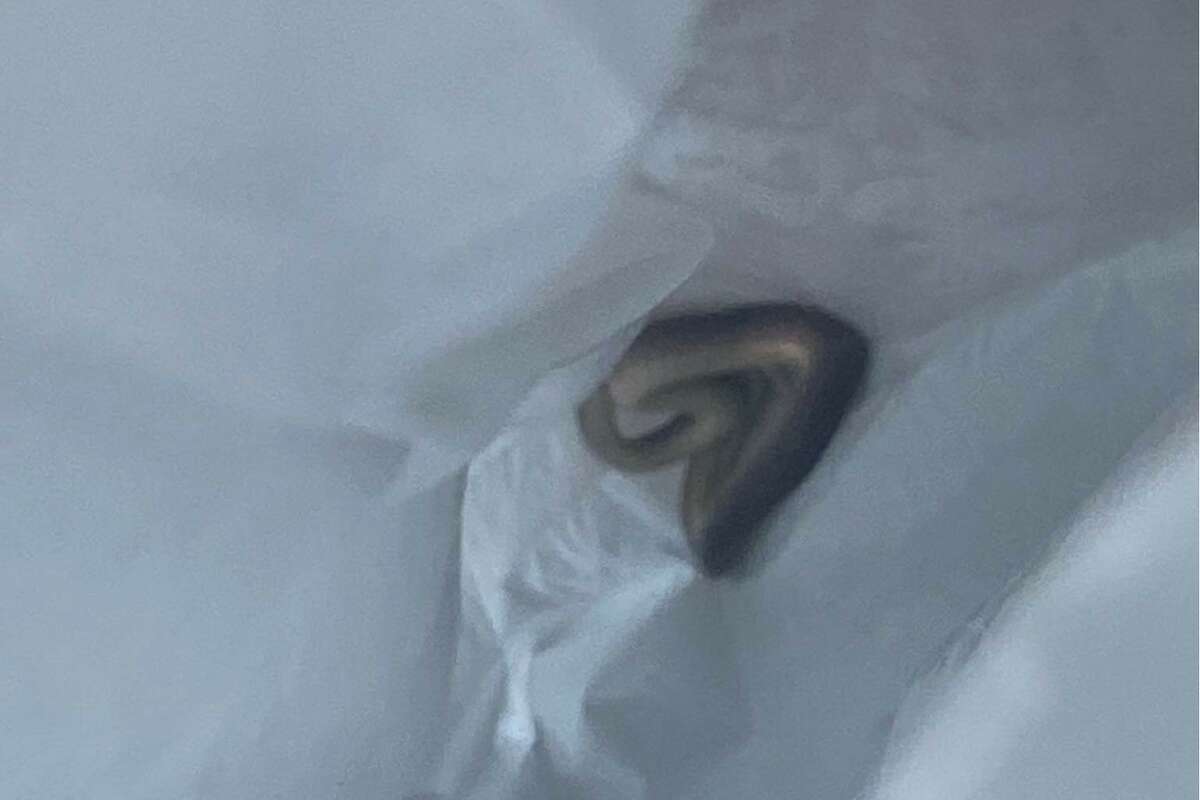 A snake was found hiding underneath a sleeping baby's bed inside a Harris County home on Thursday morning. 