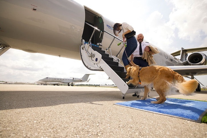 Bark Air expands luxury dog flights to Bay Area - Vimarsana News
