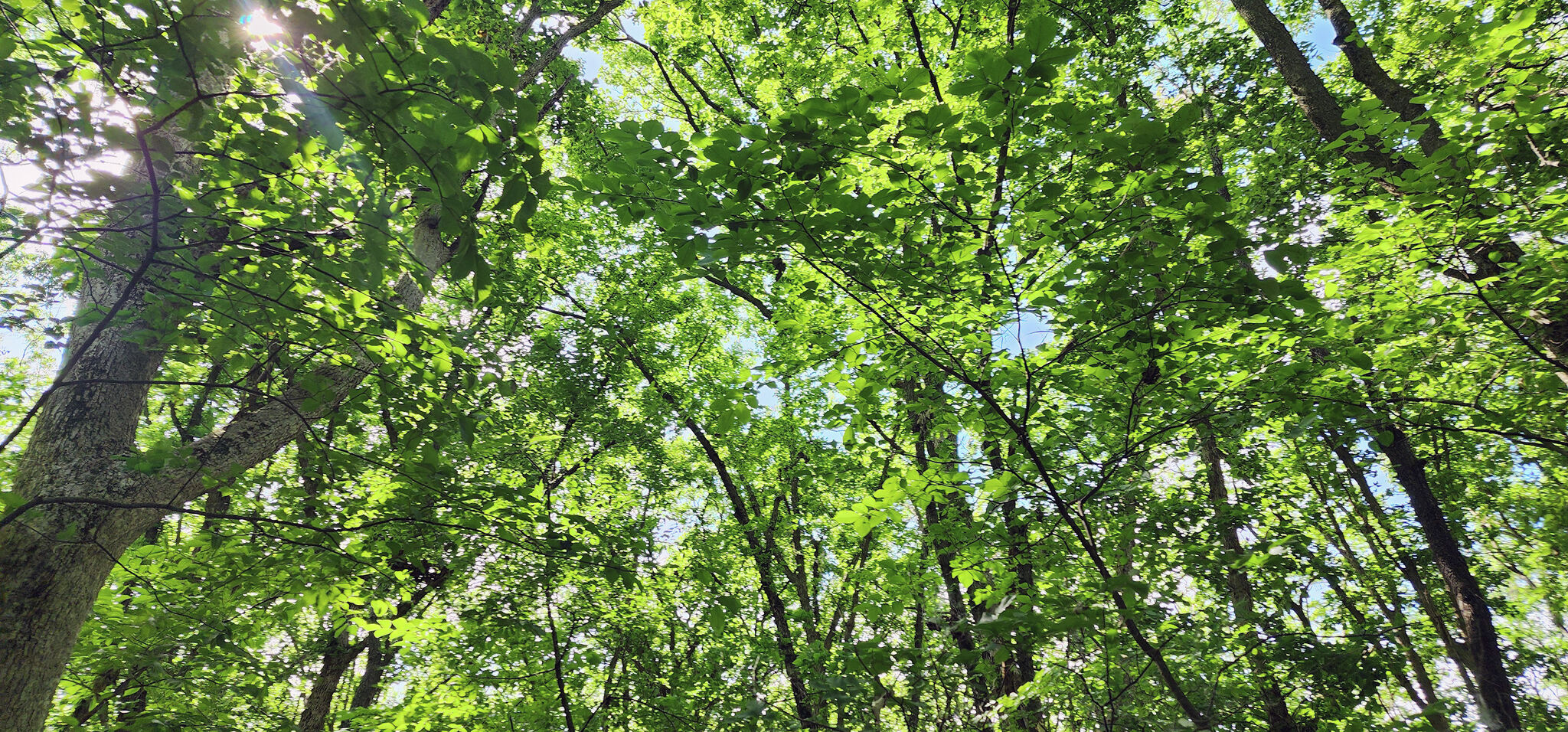 Jacksonville needs volunteers to plant 166 trees from state grant