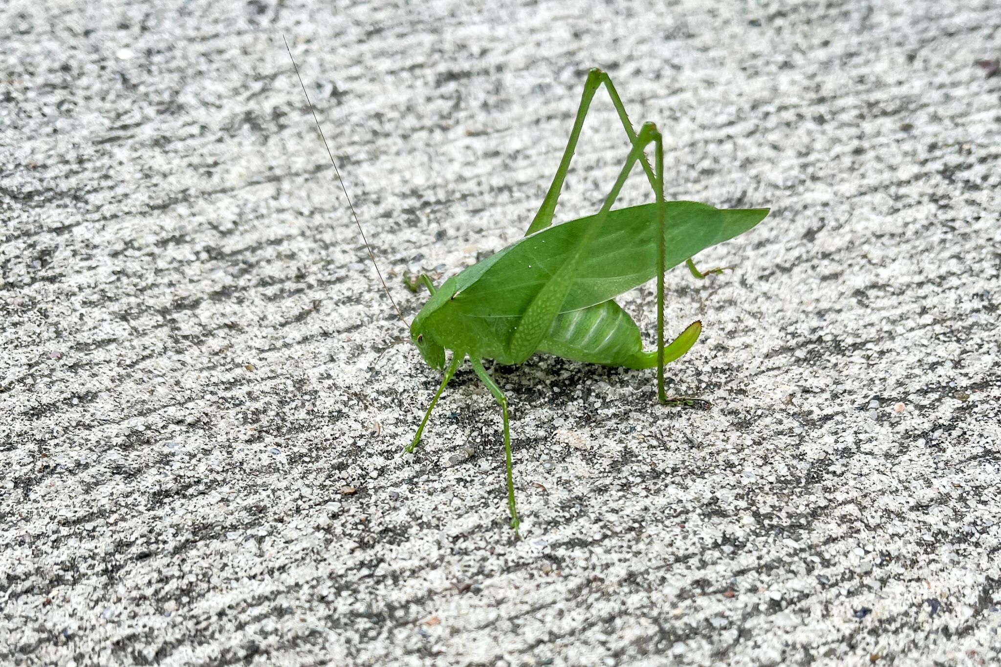 Texas katydids might be noisiest insects of the summer