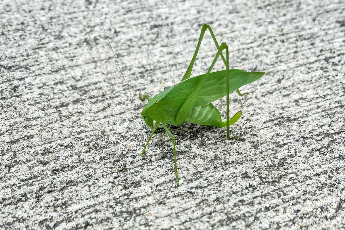 Katydids are making noise this summer to attract mates, just like cicadas. 