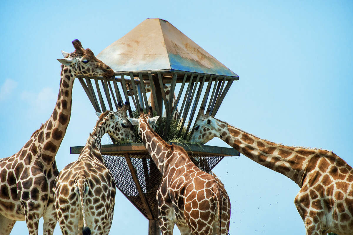 Zoo giraffes feeding at Six Flags Great Adventure in Jackson, N.J.