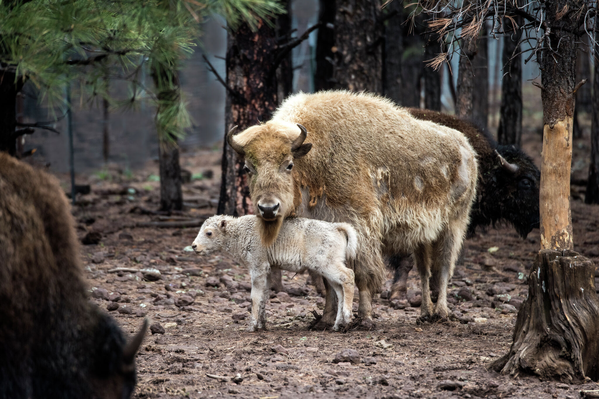 Yellowstone sees rare white bison birth, a sacred sign