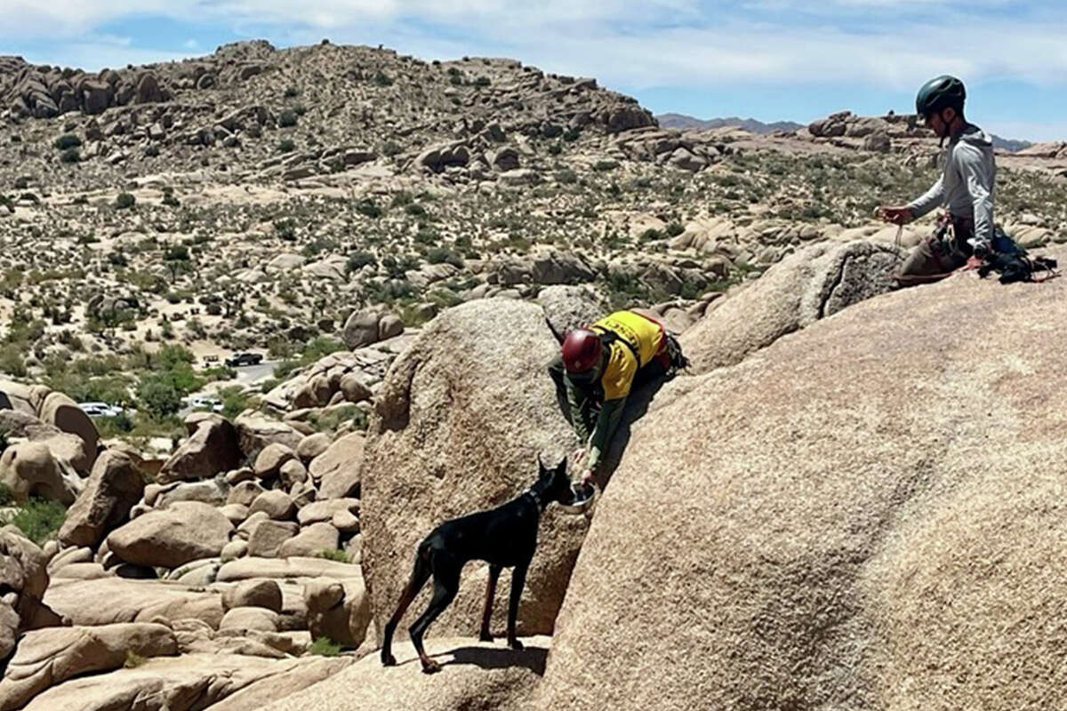 Search and rescue found Onyx after roughly two days in Joshua Tree National Park. June 17, 2024.