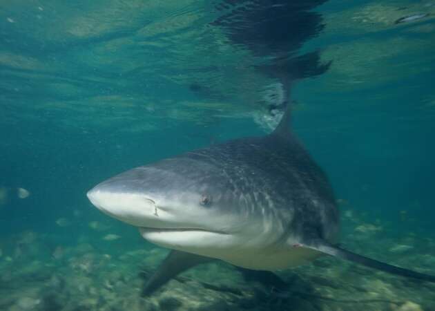 Bull sharks have been known to swim upstream many miles into the state's rivers, according to Texas Parks and Wildlife.