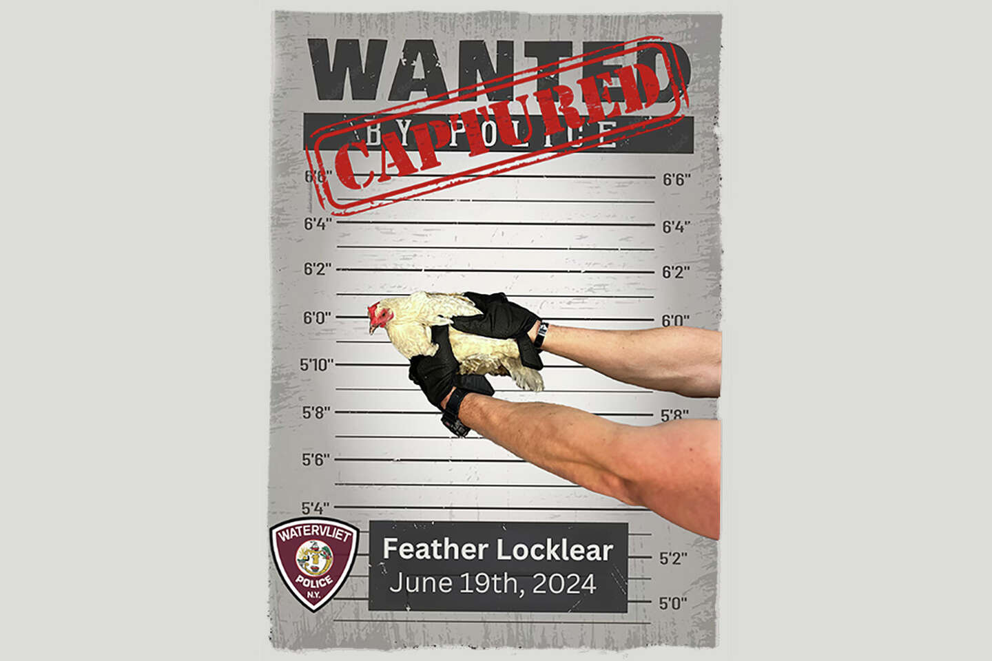 Watervliet 'henhunt' nabs two after chickens fly coop