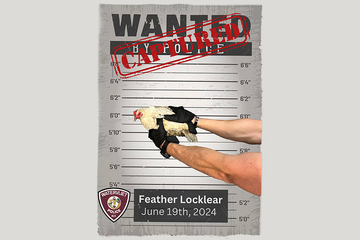 Watervliet 'henhunt' nabs two after chickens fly coop