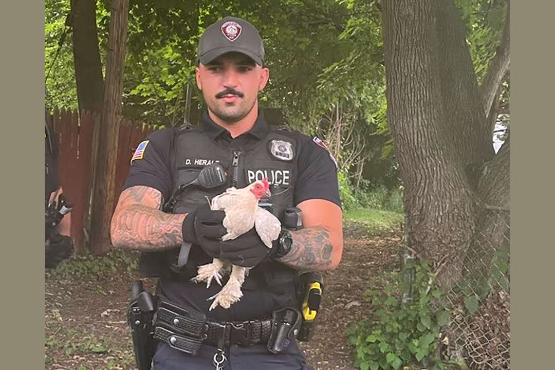 Watervliet 'henhunt' nabs two after chickens fly coop