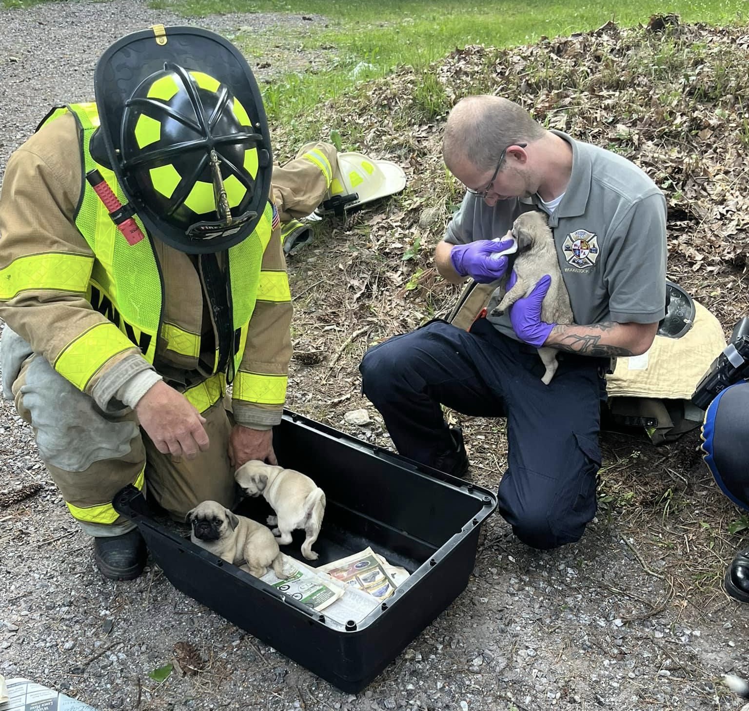 14 puppies rescued after Woodstock crash, fire department says