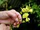 Jeanne Rose holds a Spanish broom cutting in her backyard medicinal plant and herb garden on June 23, 2005, in San Francisco.