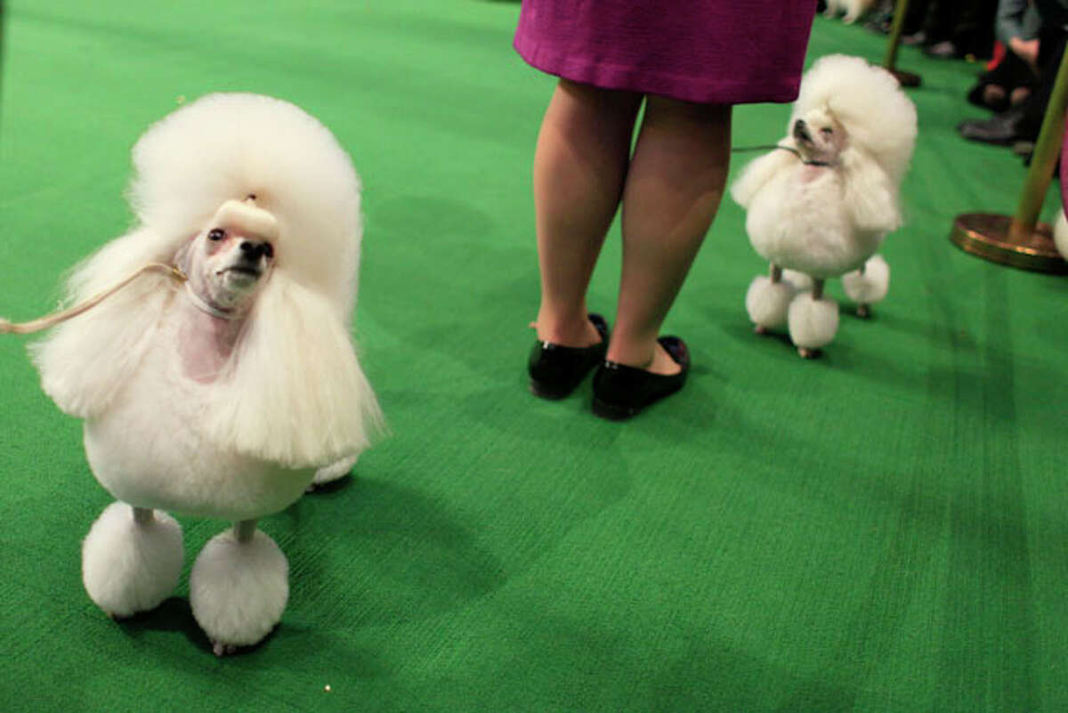 Westminster Dog Show