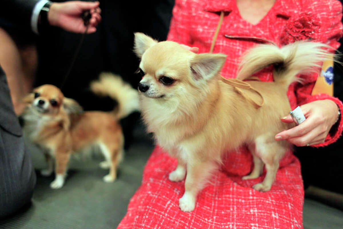 Westminster Dog Show