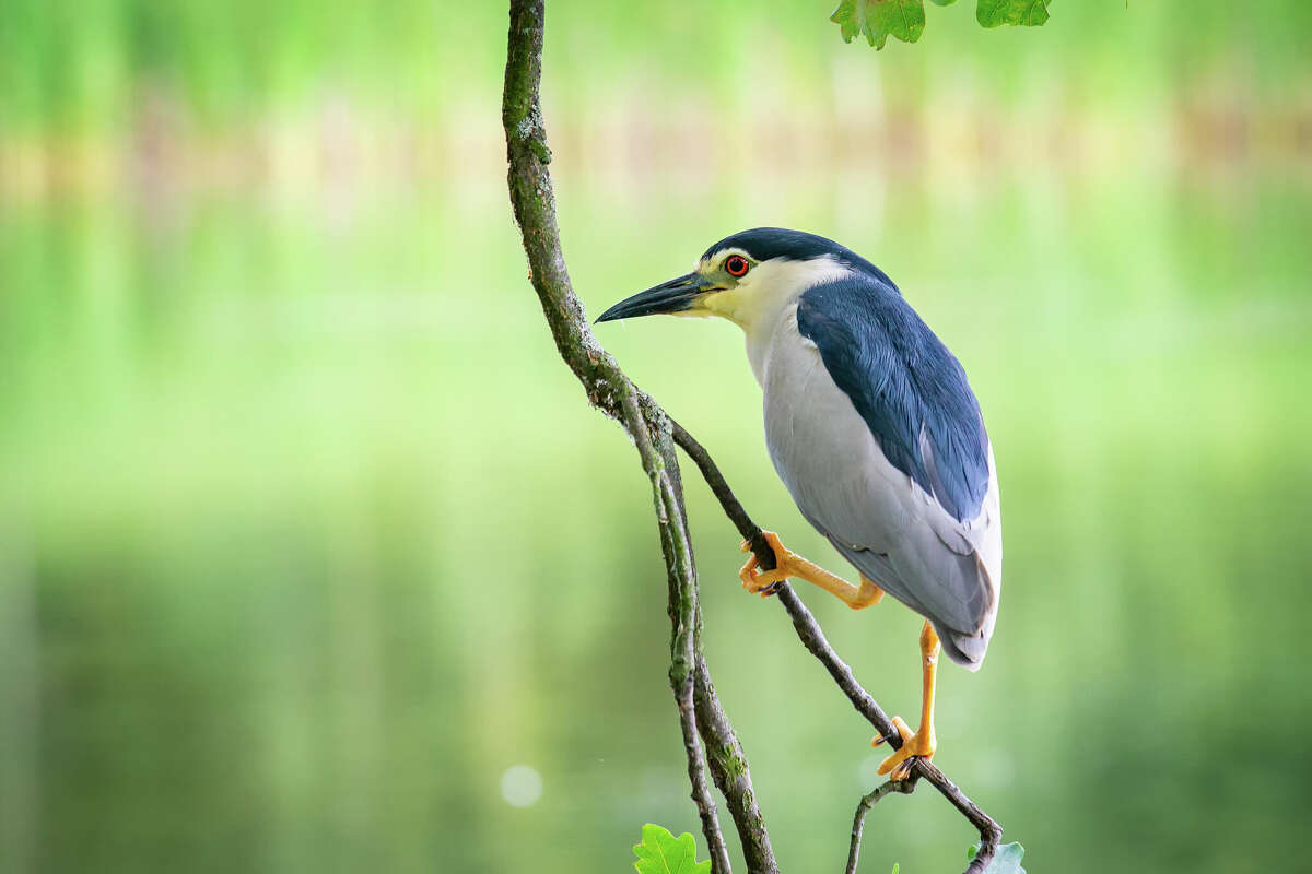 FILE: Black-crowned night heron.